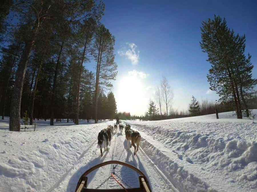 Mont-Tremblant Winter Day Trip (with Gondola Ride) - Key points to know before you book
