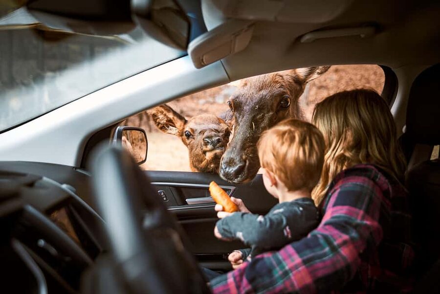 Montebello, QC: General Admission to Parc Omega - Bears, wolves, bison, and foxes