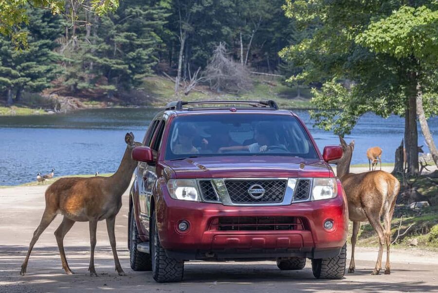 Montebello, QC: General Admission to Parc Omega - The First Nations Trail