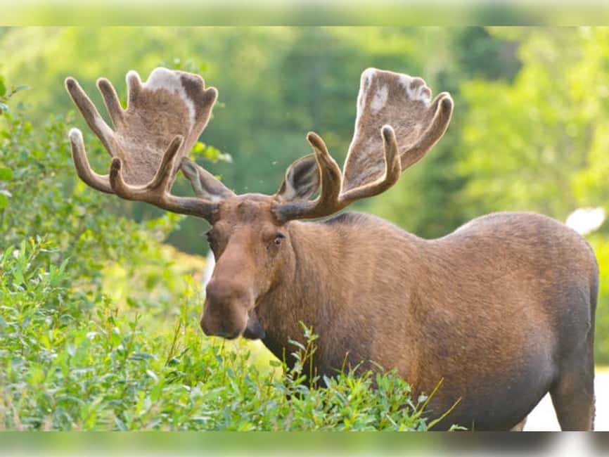 Montebello, QC: General Admission to Parc Omega - Walking trails, picnic areas, and food stops