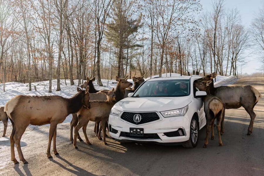 Montebello, QC: General Admission to Parc Omega - Is $43 admission good value?
