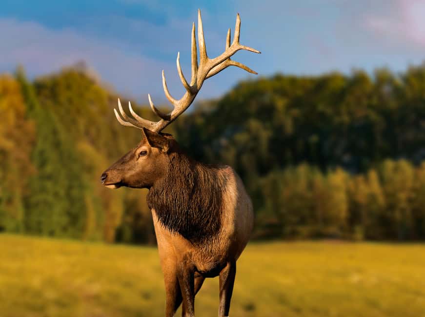 Montebello, QC: General Admission to Parc Omega - Feeding deer from the car