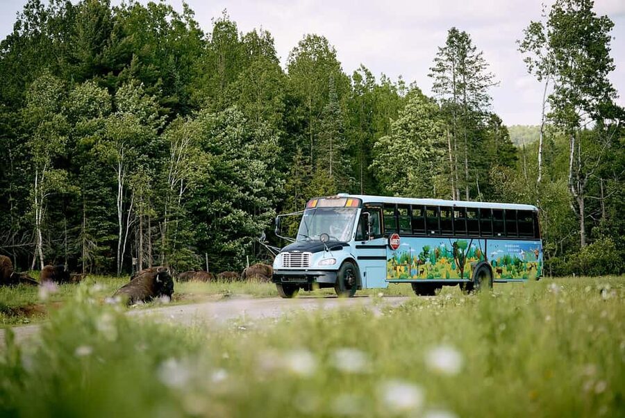Montebello, QC: Morning VIP Tour at Parc Oméga - The first animal stops: elk, bison, and foxes