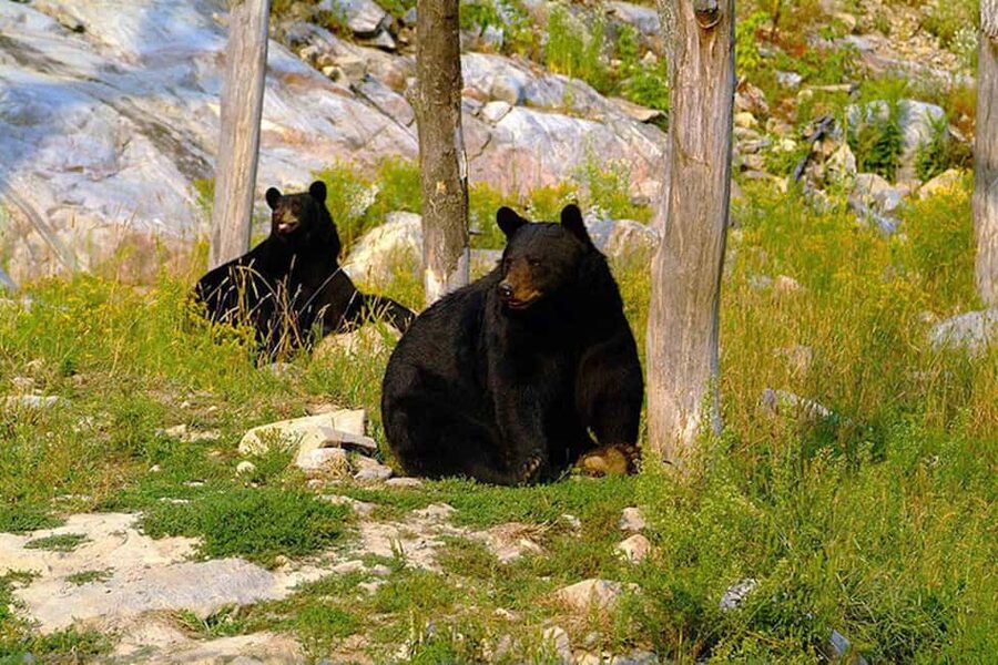 Montebello, QC: Morning VIP Tour at Parc Oméga - Booking details that affect your decision