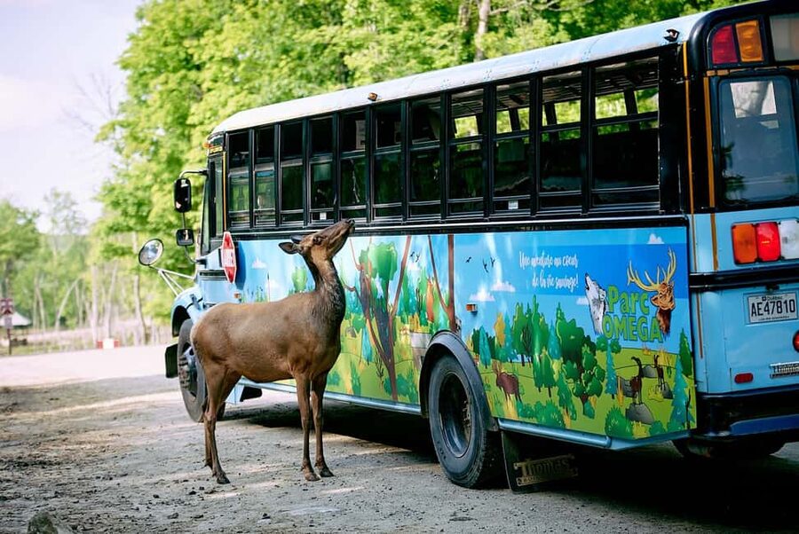 Montebello, QC: Morning VIP Tour at Parc Oméga - Finding the bus at 399 QC-323