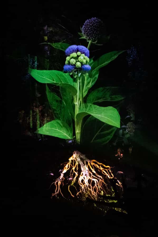 Montebello, QC: Parc Omega ONIRO Immersive Experience at Night - Languages, Atmosphere, and the Human Voice