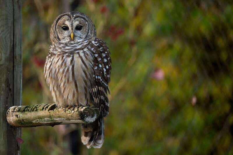 Montreal: Ecomuseum Zoo Entry Ticket - Birds of prey and smaller Quebec species