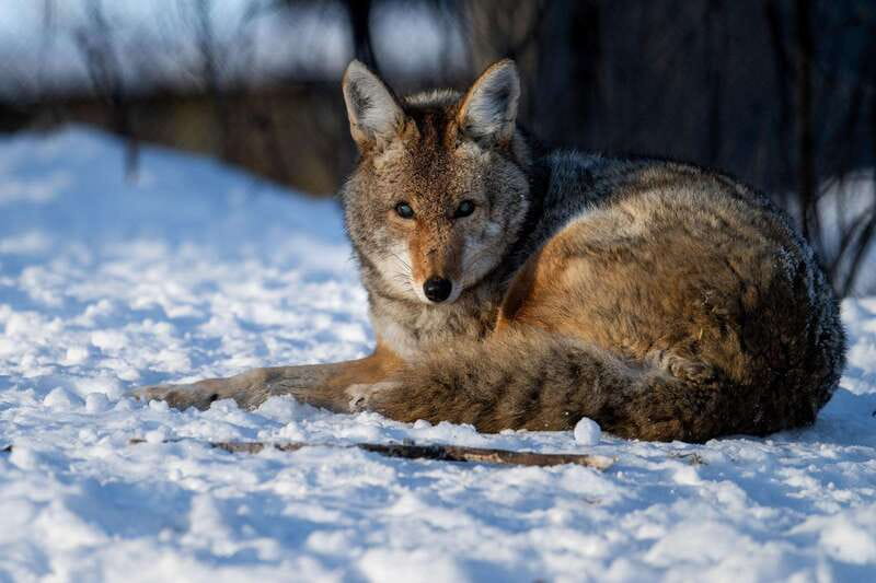Montreal: Ecomuseum Zoo Entry Ticket - Why the animal-care mission shapes the experience