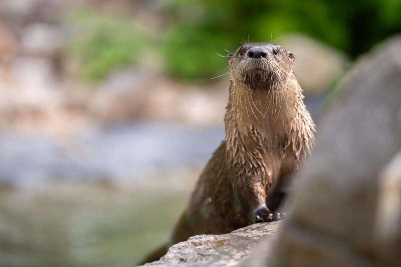 Montreal: Ecomuseum Zoo Entry Ticket - Winter conditions can change the visit