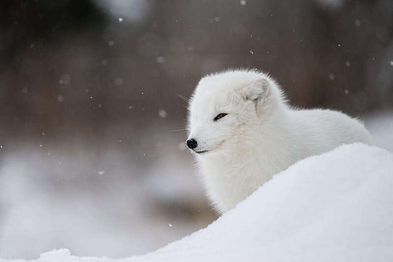 Montreal: Ecomuseum Zoo Entry Ticket - A family outing with room to set your own pace