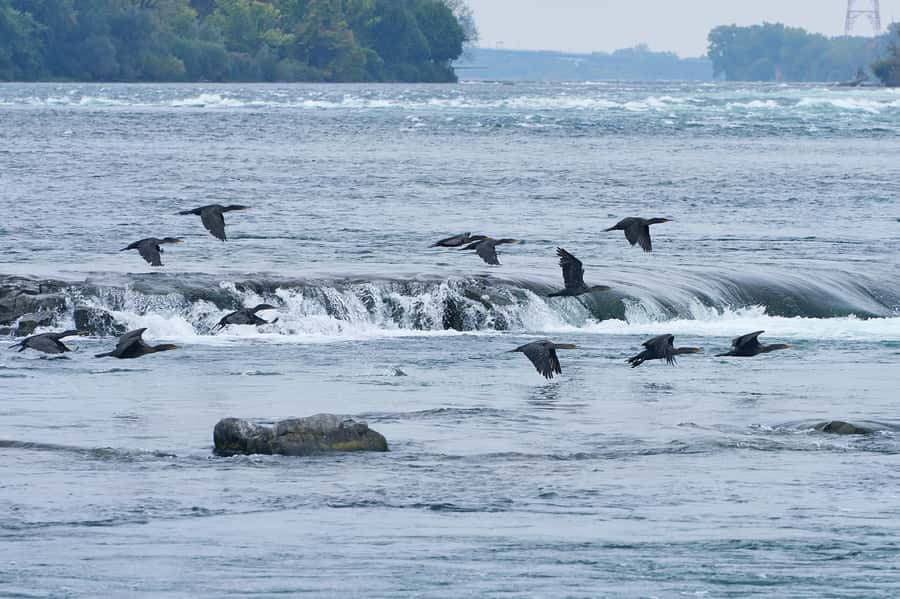 Montreal: Lachine Rapids Sightseeing Tour - Comfort, language, and what to bring