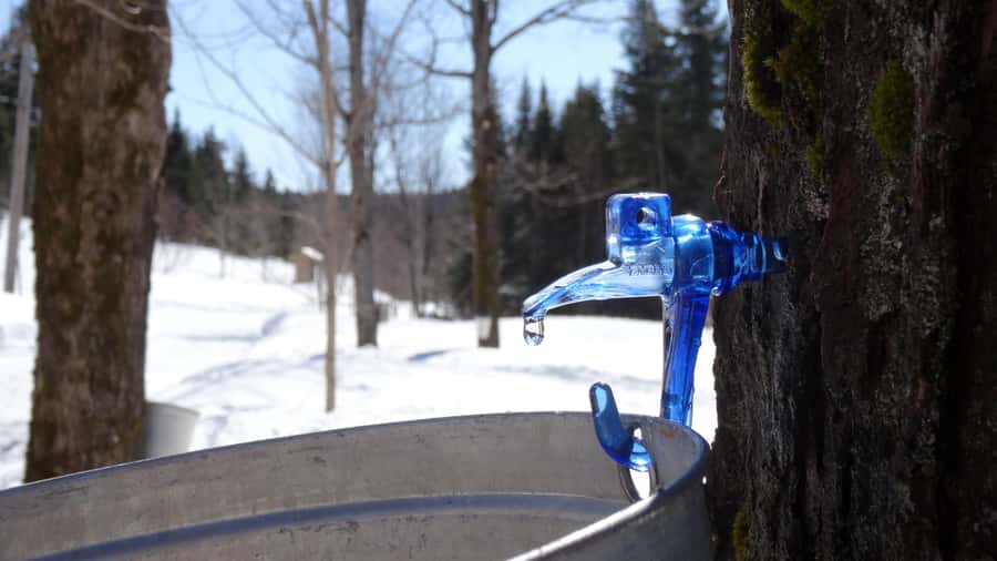 Montreal: Maple syrup talk and tasting! In French! - Who should book, and who should skip it