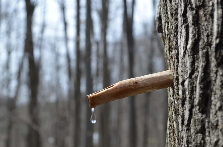 Montreal: Maple Syrup Tour with Sugar Shack & Local Cuisine - The off-season problem