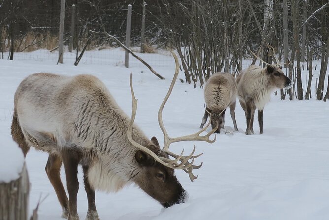 Montreal: Omega Park Canadian Wildlife Safari Adventure - One hour on foot among the deer