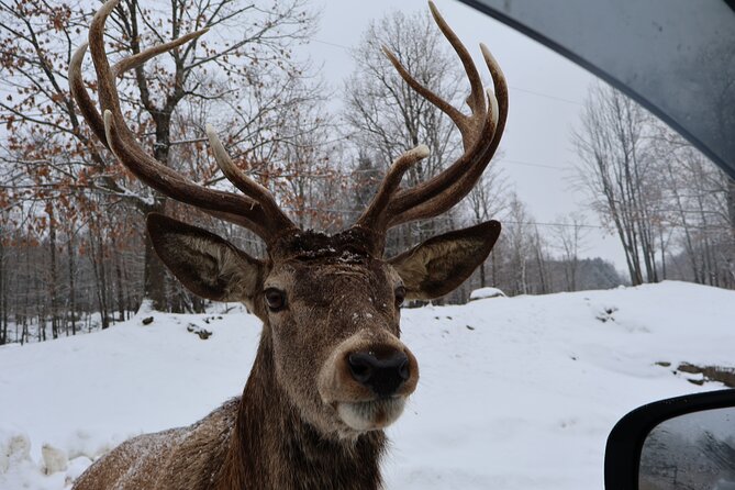 Montreal: Omega Park Canadian Wildlife Safari Adventure - Which animals might you see?