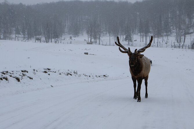 Montreal: Omega Park Canadian Wildlife Safari Adventure - Food, comfort, and what to bring