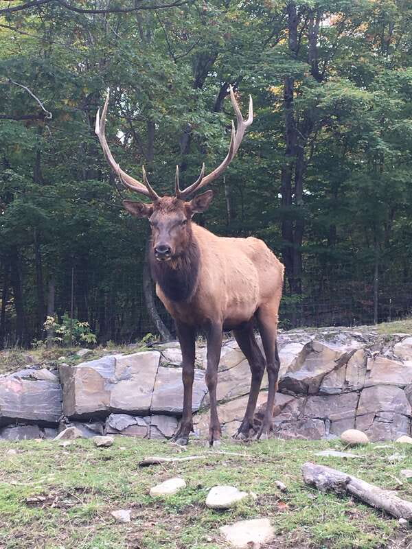 Montreal: Private Day Tour to Parc Omega & Montebello Lodge - Key points to know before booking