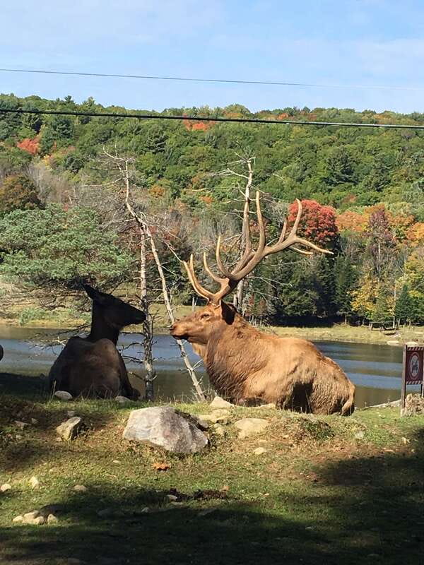 Montreal: Private Day Tour to Parc Omega & Montebello Lodge - Leaving Montreal for Parc Omega