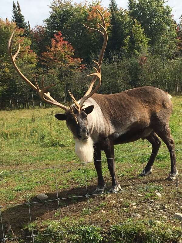Montreal: Private Day Tour to Parc Omega & Montebello Lodge - Why the season changes the experience