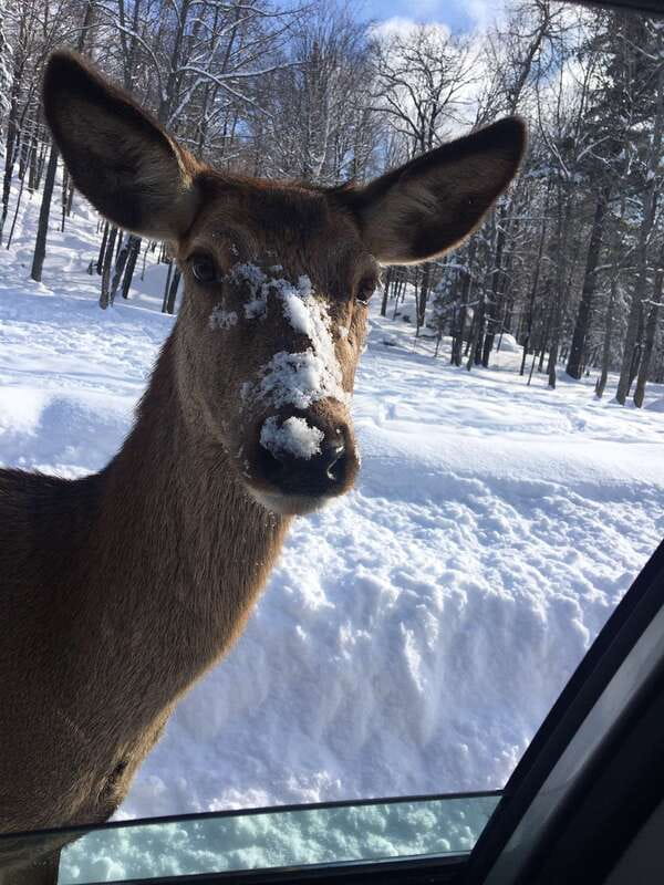 Montreal: Private Day Tour to Parc Omega & Montebello Lodge - The two to four hours inside the park