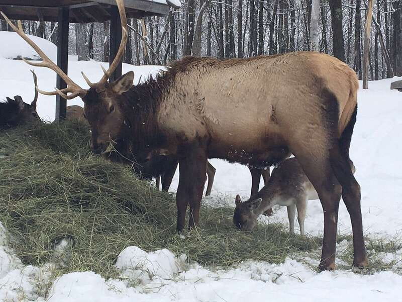 Montreal: Private Day Tour to Parc Omega & Montebello Lodge - The value of a private guide