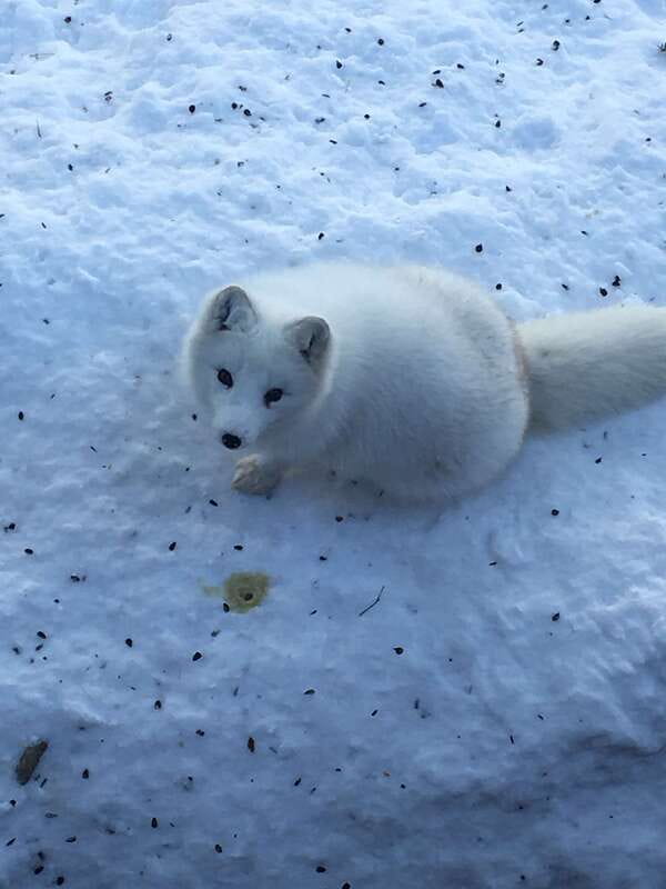 Montreal: Private Day Tour to Parc Omega & Montebello Lodge - Who should book this day trip