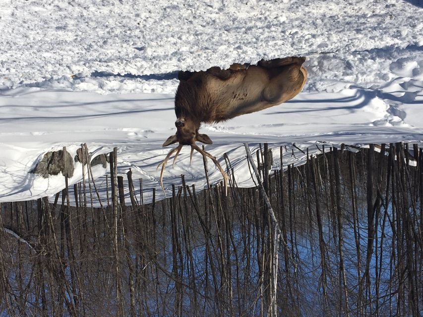 Montreal: Private Day Tour to Parc Omega & Montebello Lodge - Practical timing and what to bring