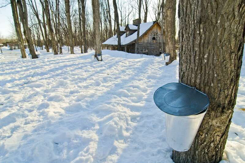 Montreal: Sugar Shack Maple Syrup Day Trip with Lunch - Leaving Montreal for Quebec maple country