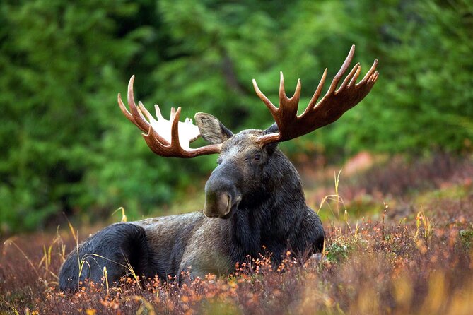 Moraine Lake and Lake Louise Tour from Calgary - Canmore - Banff - Guides, group comfort, and the human side of the day