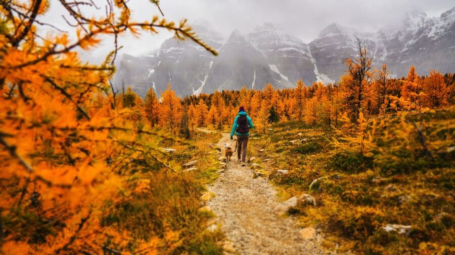 Moraine Lake & Larch Valley Hike - Reaching Sentinel Pass at 2,600 meters