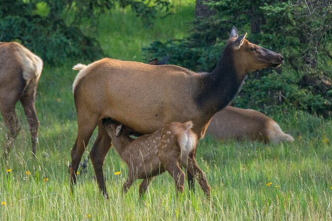 Morning Jasper National Park Wildlife Tour - The animals you might see