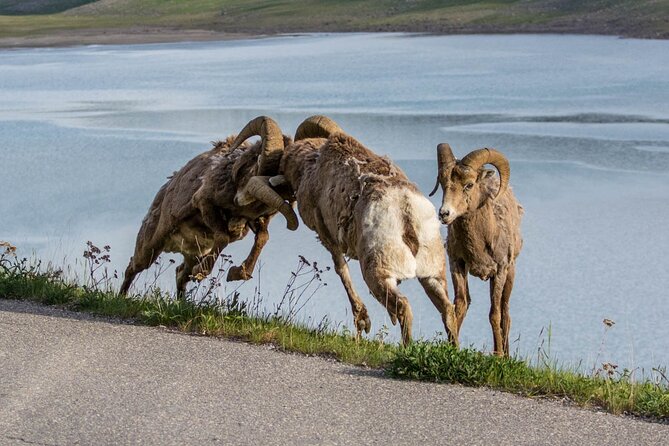 Morning Jasper National Park Wildlife Tour - Who will enjoy this most