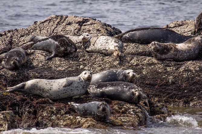 Morning Kayak & Seal Cruise in Vancouver - Who Will Enjoy This Best?