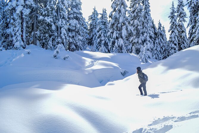 Mountain Snowshoeing & Photography - What the Cypress Mountain outing is like