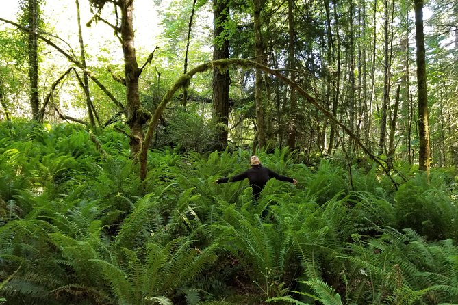 Mystical Rainforest Tour - Forest Magick - Key things to know before you book