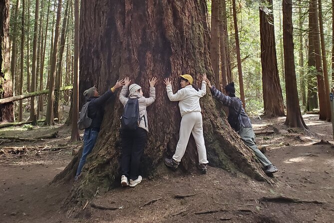 Mystical Rainforest Tour - Forest Magick - Entering Francis King Regional Park at 2:30 pm