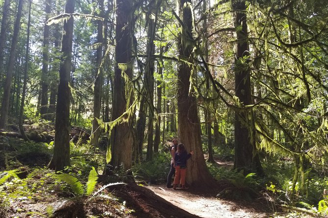 Mystical Rainforest Tour - Forest Magick - Price, pickup, and the value of the afternoon