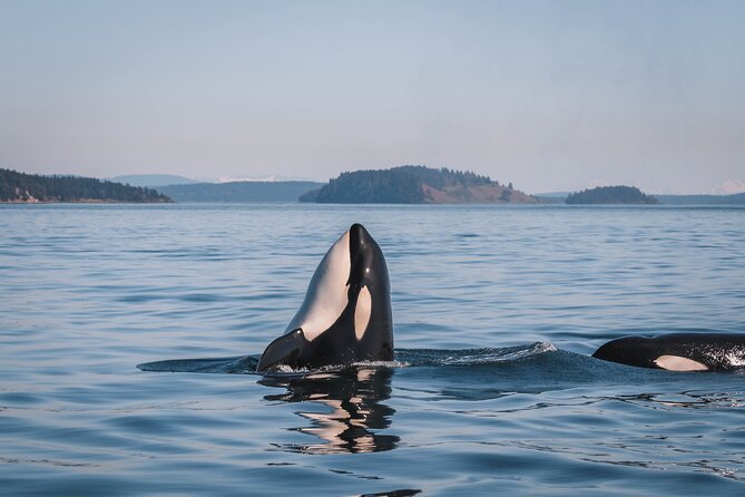 Nanaimo Whale Watching in a Semi-Covered Boat - Searching for orcas and humpback whales