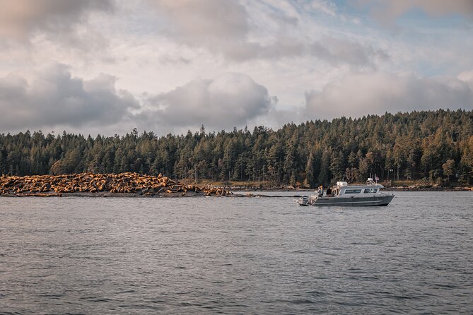 Nanaimo Whale Watching in a Semi-Covered Boat - Guides who add meaning to the sightings