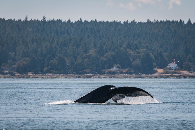 Nanaimo Whale Watching in a Semi-Covered Boat - What Kula feels like on the water