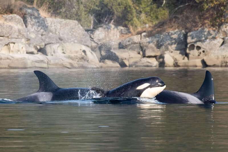 Nanaimo: Whale Watching Open Boat Tour - Should you book the Nanaimo open boat tour?