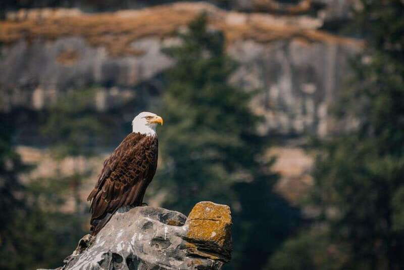 Nanaimo: Whale Watching Open Boat Tour - Searching the Gulf Islands for whales