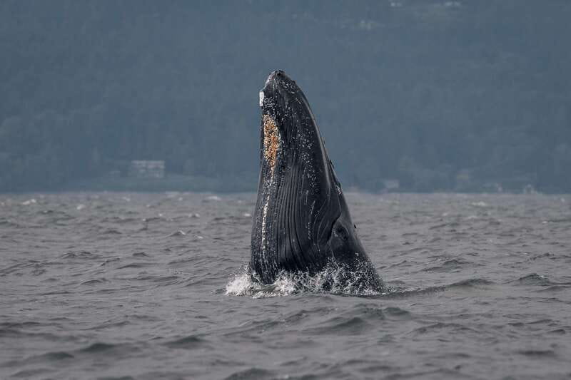 Nanaimo: Whale Watching Open Boat Tour - The marine biology lessons add real value