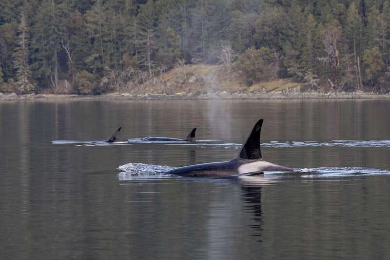 Nanaimo: Whale Watching Open Boat Tour - Comfort, weather, and the open-boat decision