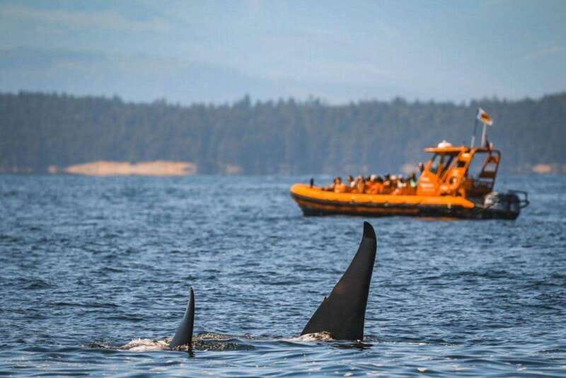 Nanaimo: Whale Watching Open Boat Tour - Who will enjoy this Nanaimo whale tour?