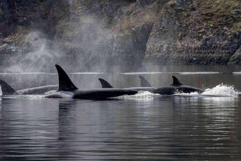 Nanaimo: Whale Watching Open Boat Tour - Crossing the Salish Sea in an open boat