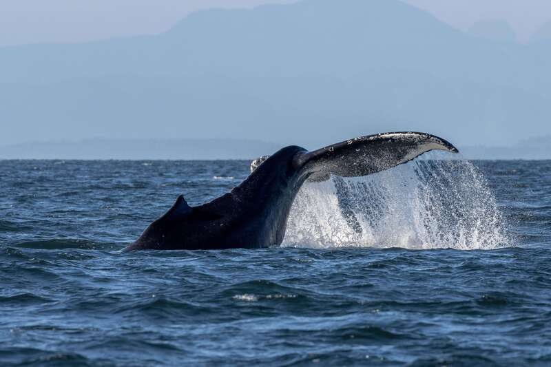 Nanaimo: Whale Watching Semi-Covered Boat Tour - Learning the Salish Sea before the first whale