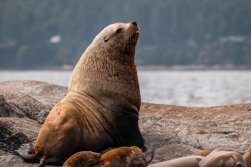 Nanaimo: Whale Watching Semi-Covered Boat Tour - An hour focused on whale behavior