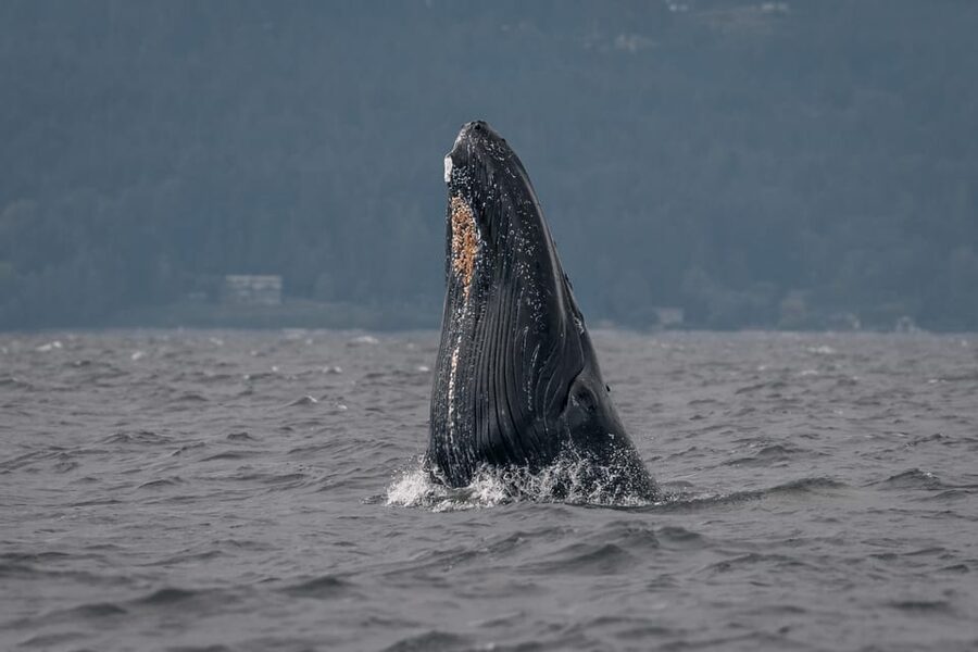 Nanaimo: Whale Watching Semi-Covered Boat Tour - Who will enjoy this Nanaimo whale tour