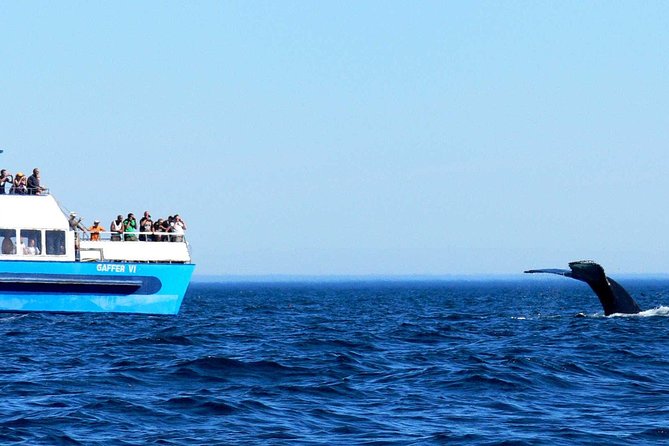 Newfoundland Puffin and Whale Watch Cruise - Witless Bay Ecological Reserve and Gull Island
